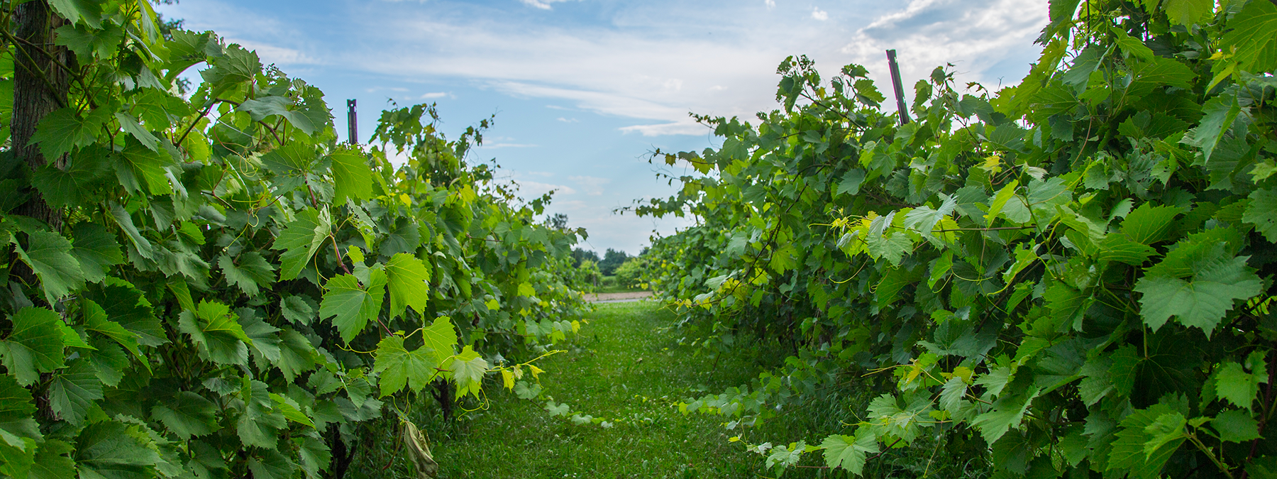 Vignoble et vigneron